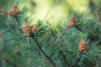 Close-up of pine cone on tree