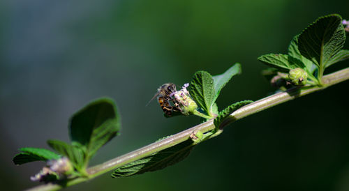 Close-up of insect on flower