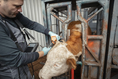 Farmer attaches ear tag to cattle, tags in ensuring traceability, accountability livestock industry