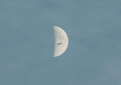 Low angle view of birds flying in sky