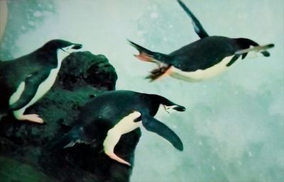 High angle view of fish swimming in sea