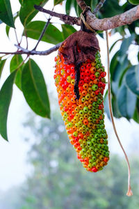 Close-up of leaves on tree