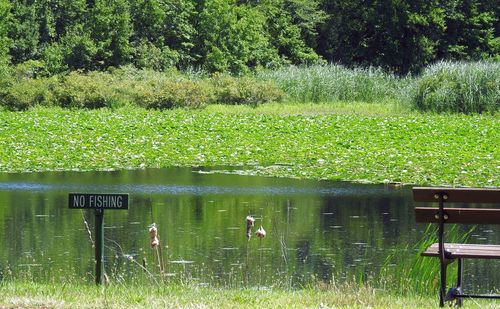 View of swan on grassy field by lake