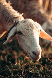 Close-up of a horse on field