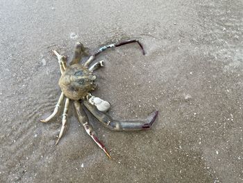High angle view of crab on sand