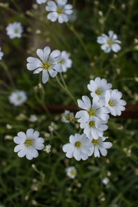 Close-up of white flowers blooming outdoors