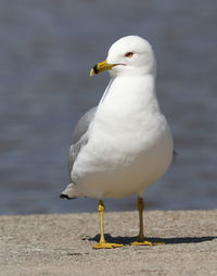 Seagull perching on a land