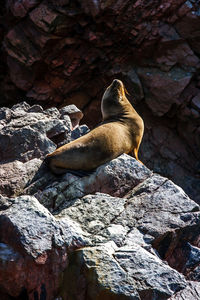 Sea lion on rock formation