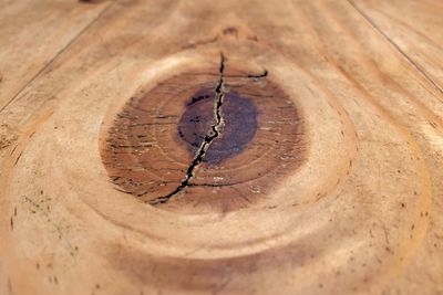 Close-up of tree stump