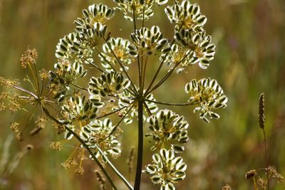 Close-up of flowers