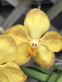 Close-up of yellow flowering plant