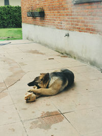 Cat sleeping on footpath