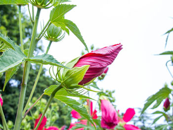 Close-up of hibiscus blooming outdoors