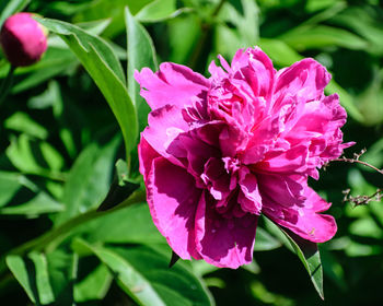 Close-up of pink flower blooming outdoors