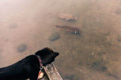 High angle view of dog