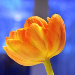 Close-up of flower blooming outdoors