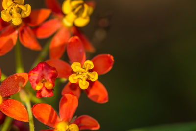 Close-up of flowers