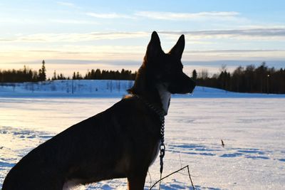 Dog on snow covered landscape against sky