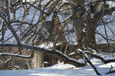 Low angle view of frozen trees in forest during winter