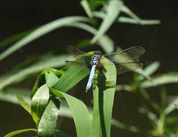 Close-up of butterfly on leaf