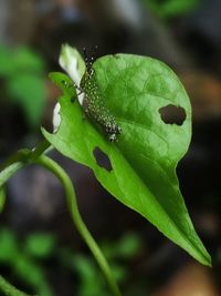 Close-up of insect on plant