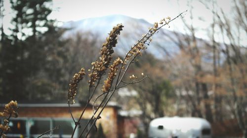 Close-up of snow on field against trees