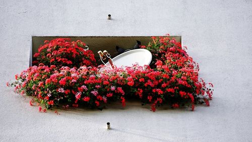 High angle view of red flowering plant against wall
