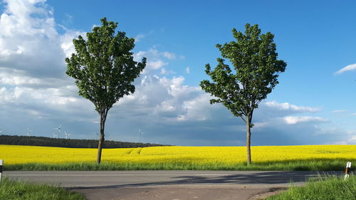 Trees on field against sky