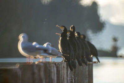 Close-up of bird perching on railing