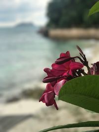 Close-up of pink flowering plant