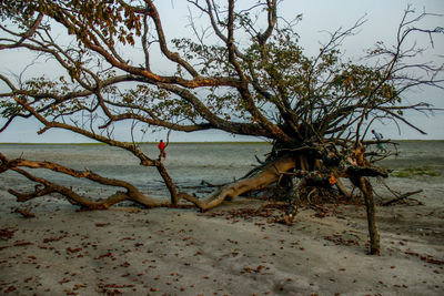 Tree on beach against sky