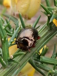 Close-up of insect on plant