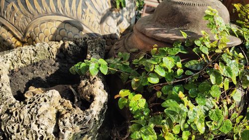 Close-up of fresh green plants