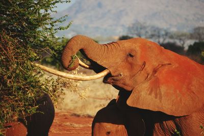 Elephant eating tree branches in forest