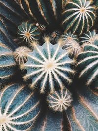 Close-up of cacti