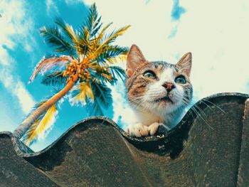 Portrait of cat sitting outdoors