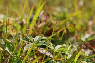 Close-up of grass growing on field