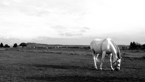 Horse grazing on field
