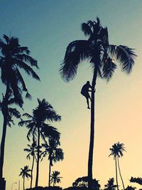 Low angle view of palm trees against sky