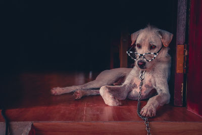 Dog wearing fancy reading glasses sitting on floor