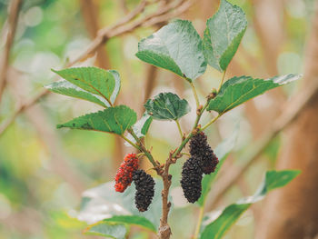 Close-up of berries growing on tree