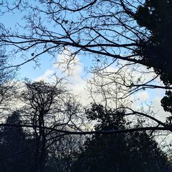 Low angle view of silhouette trees against sky