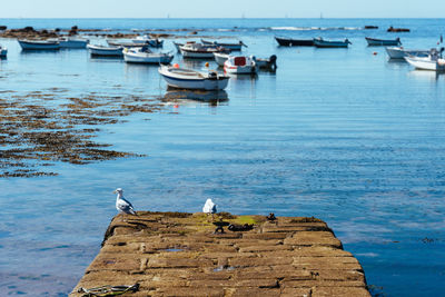 Seagulls in the pier of harbour in brittany with blurred boats on background and space for copy. 