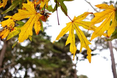 Low angle view of yellow leaves