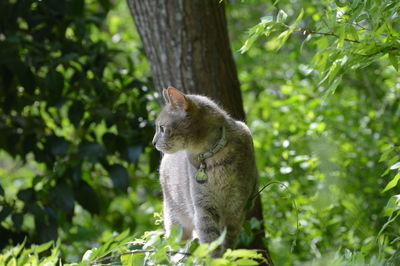 Cat walking on a fence 