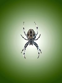 Close-up of spider against green background