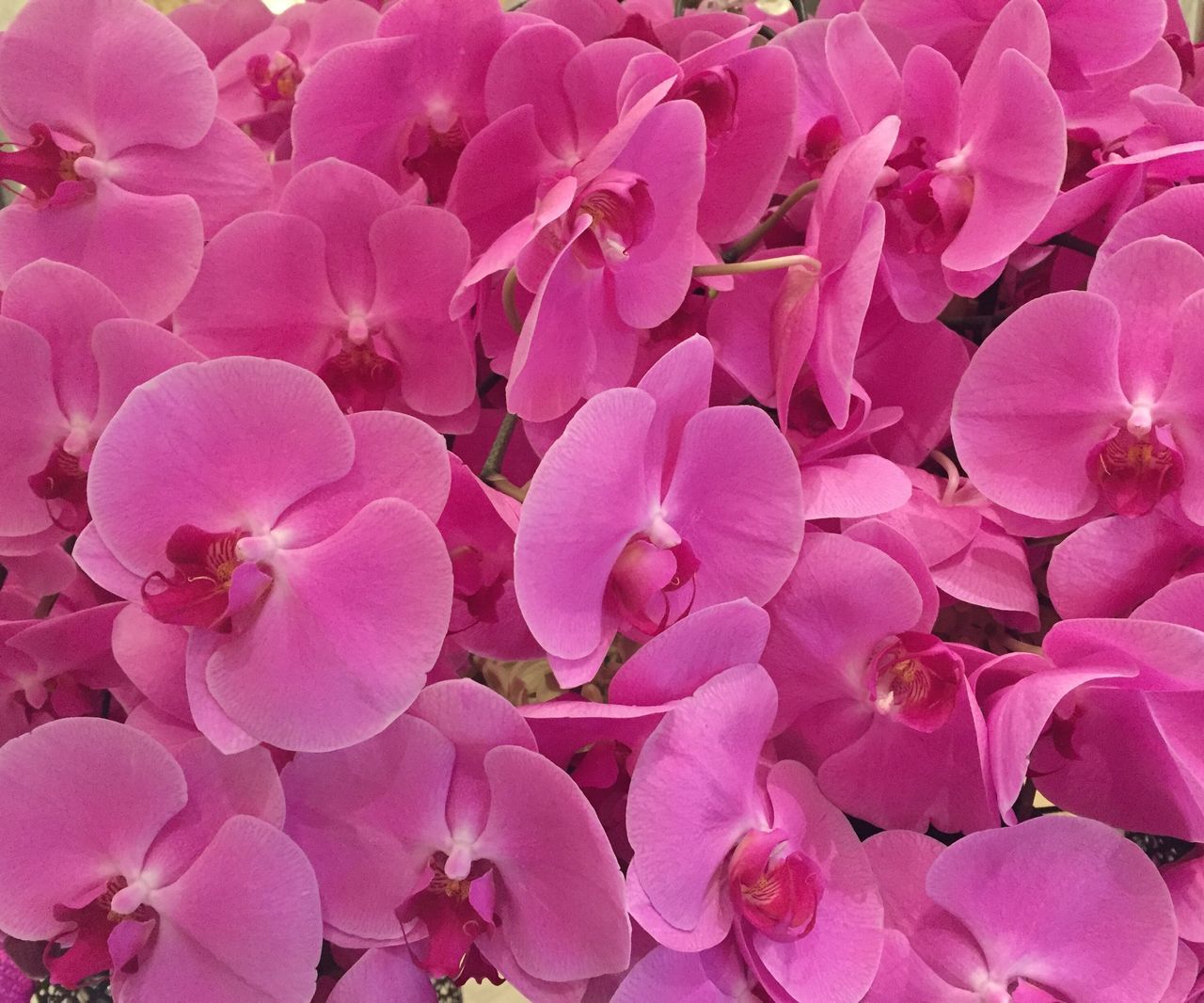 FULL FRAME SHOT OF PINK FLOWERING PLANT