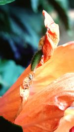 Close-up of orange hibiscus blooming outdoors