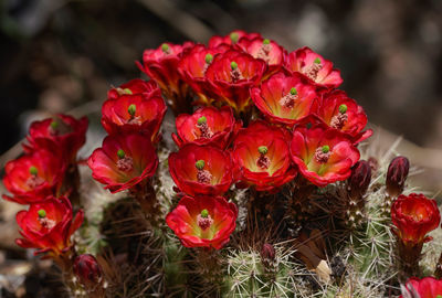 Close-up of red flowering plant