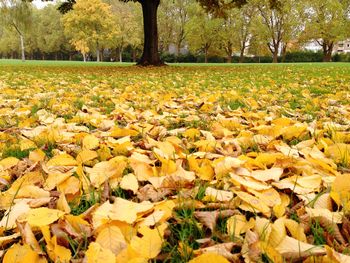 Autumn leaves in park